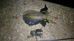 春イカ、開幕し始めてます！