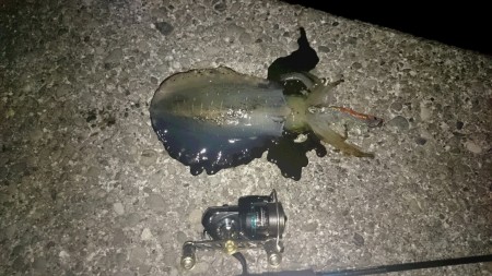 春イカ、開幕し始めてます！