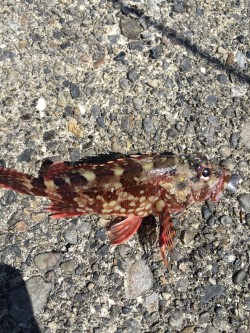 イカはドコに？