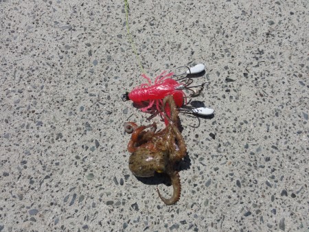 浜名湖も新子入ってきています