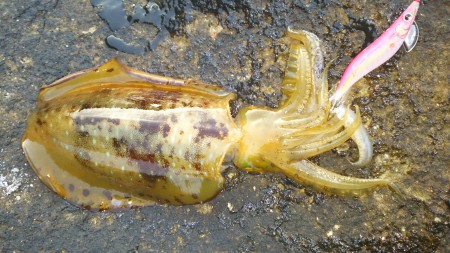 祝！！2016年最大サイズ