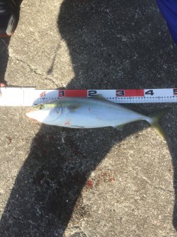 和歌山遠征 北港海釣り公園にて