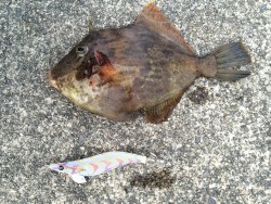 熊野ランガン！