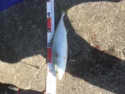 和歌山遠征 北港海釣り公園にて