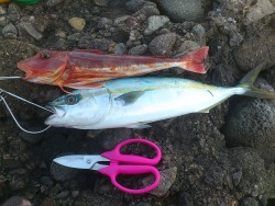 春の越前地磯釣行(*^^*)