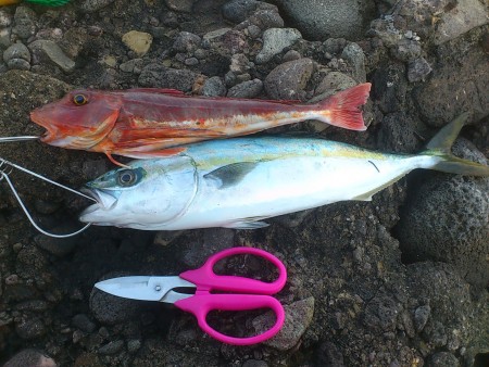 春の越前地磯釣行(*^^*)