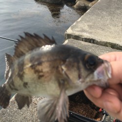 乗っ込み調査も結果出ず…