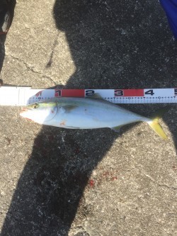 和歌山遠征 北港海釣り公園にて