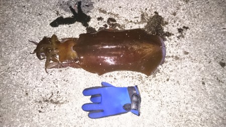 初めての２kg越えのアオリイカ