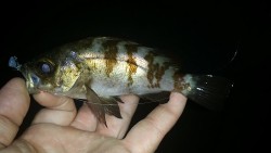 子メバルの猛攻