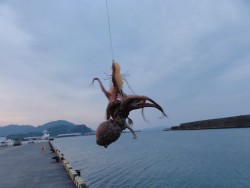 爆風の中オクトパッシング！