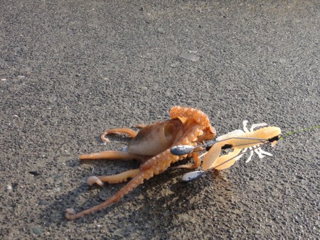 旅行途中にオクトパッシング