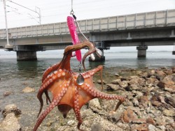 浜名湖オクトパッシング