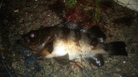 デカメバル　ゲット！！