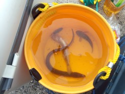 アナゴが釣れました。