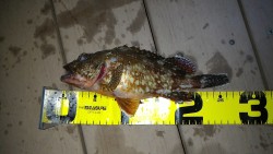 ちょい投げ