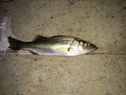 チビに癒しを求めて。