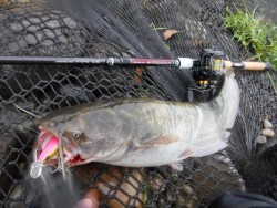 ナマズとシーバス