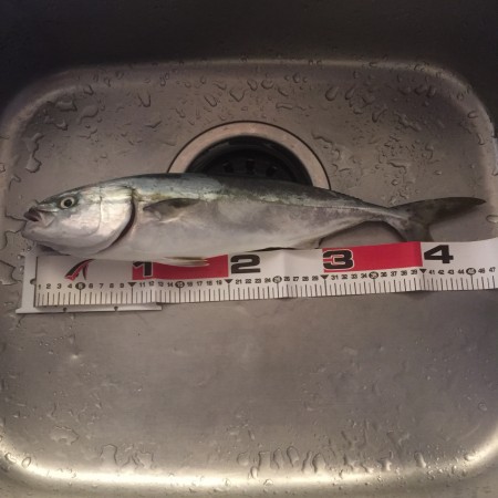 先月の和歌山に続き今月は富山遠征