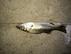 チビに癒しを求めて。