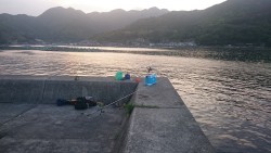 初めての２kg越えのアオリイカ