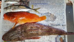 泳がせでマゴチんGET！