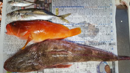 泳がせでマゴチんGET！