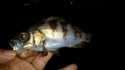 子メバルの猛攻