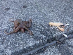 爆風の中オクトパッシング！