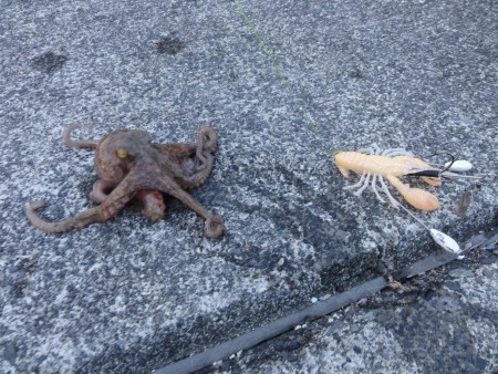 爆風の中オクトパッシング！