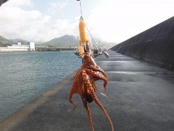 旅行途中にオクトパッシング