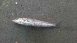 渋いなか、なんとかキスに会えました！