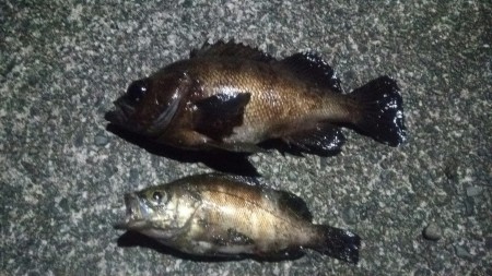 デカメバル　ゲット！！