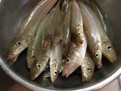 カレイ釣れました