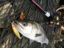 ナマズとシーバス