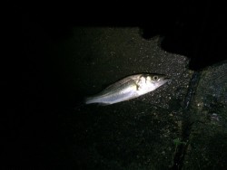 小ボイルの正体か？