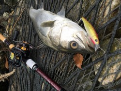 ナマズとシーバス