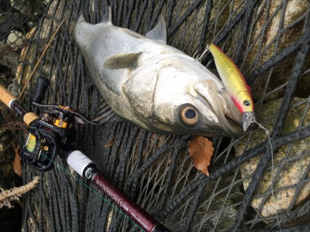 ナマズとシーバス