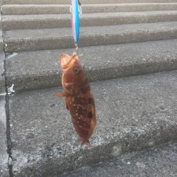 先月の和歌山に続き今月は富山遠征