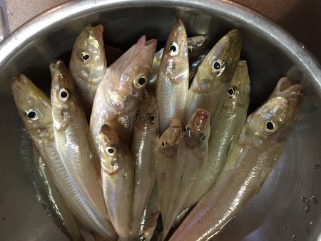 カレイ釣れました