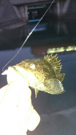 大雨後のタケノコ調査！