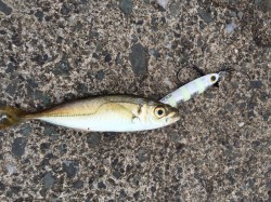 ライトショアジギングでライトフィッシュ