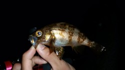 アジング激シブしかし…？