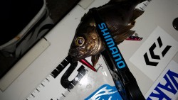 メバリング遠征