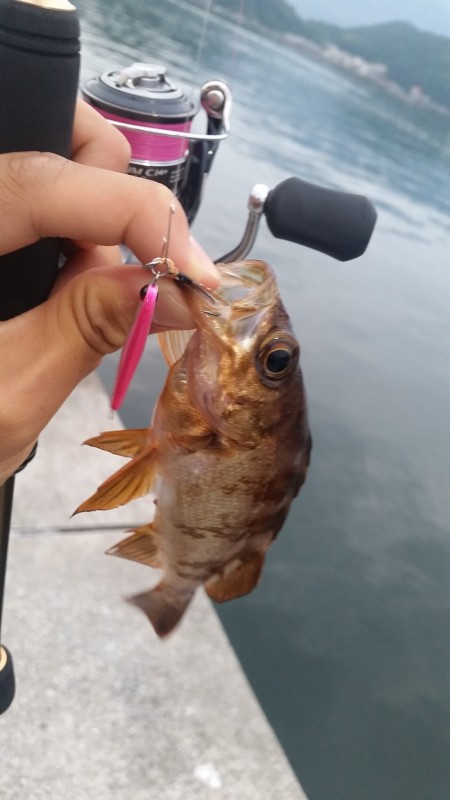 デイメバリング　