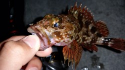 ロックフィッシュ！