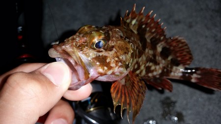 ロックフィッシュ！