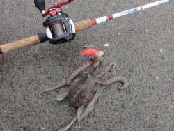 浜名湖オクトパッシング