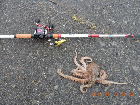 タコは釣れたが・・・・・
