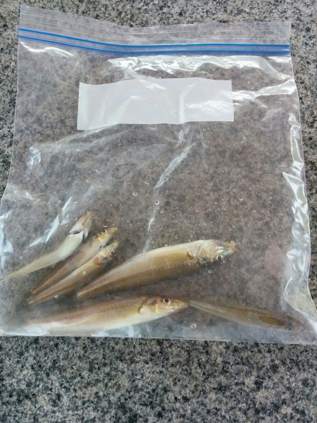 キス、アナゴ釣り